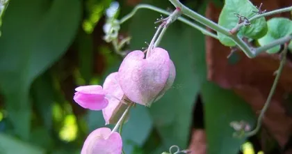 Coral Vine Care Guide (Secrets to Making Your Coral Vine Thrive) 2