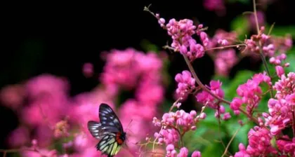 Coral Vine Care Guide (Secrets to Making Your Coral Vine Thrive) 3
