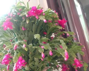Care and Watering Techniques for Christmas Cactus (Best Watering Frequency and Precautions)