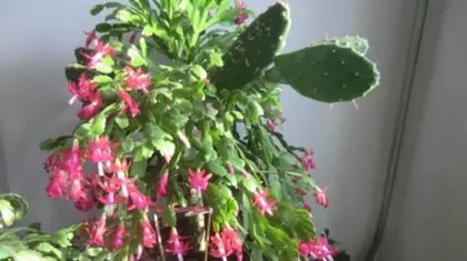 Cactus Care and Watering Techniques (Best Watering Frequency and Precautions) 2