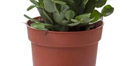 Cactus Care and Watering Techniques (Best Watering Frequency and Precautions) 3