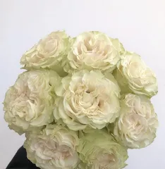 Advantages and Disadvantages of Candy Snow Rose (Attractive Rose Varieties and Care Tips)