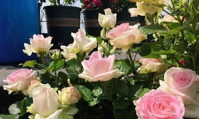 Pros and Cons of Candy Snow Mountain Rose (A Rose Variety with High Aesthetics and Care Techniques) 2
