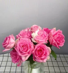 Pros and Cons of Candy Snow Mountain Rose (A Rose Variety with High Aesthetics and Care Techniques) 3