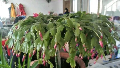 Cattleya cultivation and care (watering techniques for newly planted cattleyas)