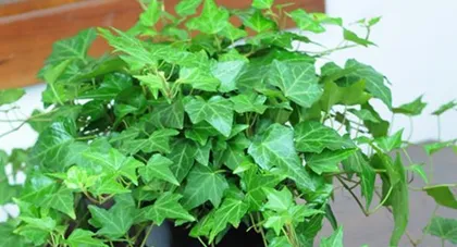 Growing Climbing Fig Indoors: Everything You Need to Know (Indoor-Friendly Varieties, Care Tips, and Precautions)