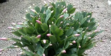 Planting and Care of Christmas Cactus (Watering Tips for Newly Planted Christmas Cactus) 2