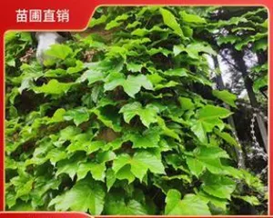 Everything you need to know about growing climbing hydrangea indoors (indoor-suitable varieties, care tips, and precautions) 2