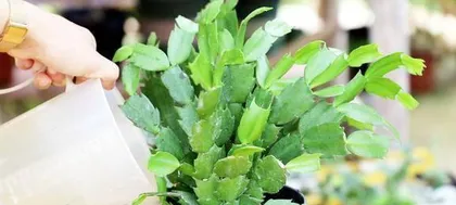 Planting and Care of Christmas Cactus (Watering Tips for Newly Planted Christmas Cactus) 3