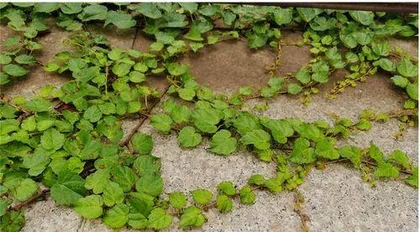 Everything you need to know about growing climbing hydrangea indoors (indoor-suitable varieties, care tips, and precautions) 3