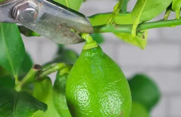 How to Grow a Healthy Lemon Tree (From Variety Selection to Fertilization and Maintenance) 2