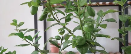 How to Grow a Healthy Lemon Tree (From Variety Selection to Fertilization and Maintenance) 3
