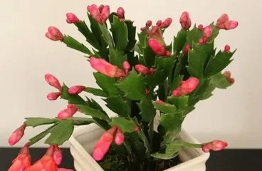Winter Schlumbergera Care Guide (Schlumbergera winter care tips to make your flowers bloom more beautifully)