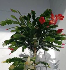 Winter Christmas Cactus Care Guide (Christmas Cactus Winter Care Tips to Make Your Flowers Bloom More Beautifully) 2