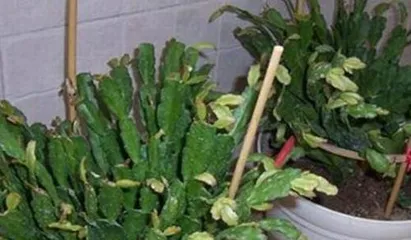 Winter Christmas Cactus Care Guide (Christmas Cactus Winter Care Tips to Make Your Flowers Bloom More Beautifully) 3