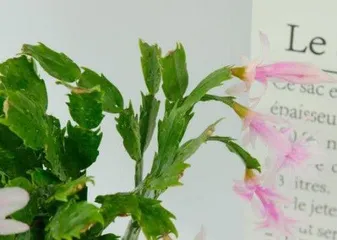 Characteristics of the growth habits of Schlumbergera (Unveiling the cultivation techniques and care tips for Schlumbergera)