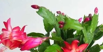 Growth Habits of Christmas Cactus (Unveiling the Cultivation Techniques and Care Points of Christmas Cactus) 2