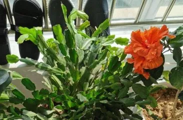 Growth Habits of Christmas Cactus (Unveiling the Cultivation Techniques and Care Points of Christmas Cactus) 3