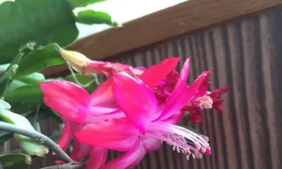 An Overview of the Blooming Season of Cattleya Orchids (Exploring the Flowering Patterns and Care Techniques of Cattleya Orchids)