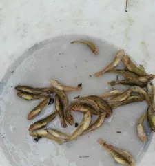 How to care for Burmese pythons to ensure healthy growth (comprehensive analysis from housing environment to dietary habits)