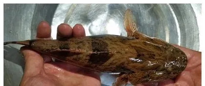 How to Care for Leopard Geckos for Healthy Growth (A Comprehensive Analysis from Habitat to Diet)2