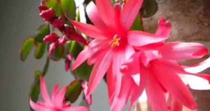 Overview of Christmas Cactus Flowering Period (Exploring the Blooming Patterns and Care Tips of Christmas Cactus) 2