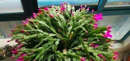 Overview of Christmas Cactus Flowering Period (Exploring the Blooming Patterns and Care Tips of Christmas Cactus) 3