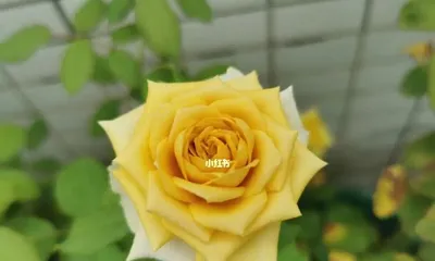 Pine Dream Rose (Exploring the Pros and Cons and Applications of Pine Dream Rose)