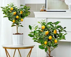 A Complete Guide to Caring for Potted Lemons (From Choosing Varieties to Maintenance Tips, Helping You Easily Create Healthy Potted Lemon Trees)