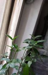 A Complete Guide to Potted Lemon Care (From Variety Selection to Maintenance Tips, Helping You Easily Create a Healthy Potted Lemon) 2