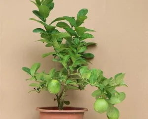 A Complete Guide to Potted Lemon Care (From Variety Selection to Maintenance Tips, Helping You Easily Create a Healthy Potted Lemon) 3