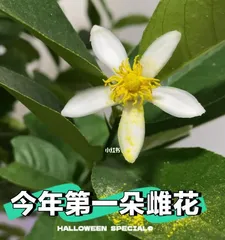 A Complete Guide to Winter Care for Lemon Trees (How to Protect Lemon Trees in Winter? Can Lemon Trees Survive Outdoors in Winter?) 2