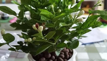 A Complete Guide to Winter Care for Lemon Trees (How to Protect Lemon Trees in Winter? Can Lemon Trees Survive Outdoors in Winter?) 3