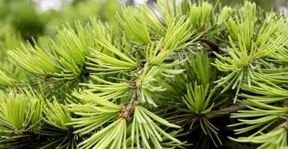 Care and Precautions for Pine Trees (Understand the toxicity of pine trees and place them in the room with peace of mind)