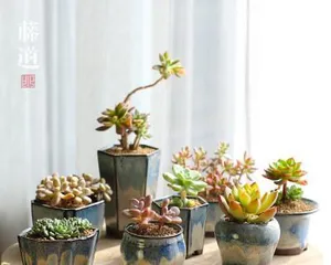 Special Topic: High-end Pot Planting (Choosing the right plants is crucial for creating beautiful bonsai)