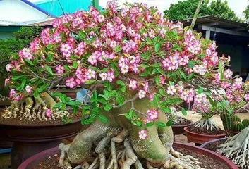 Deep Pot Planting Special (Creating Beautiful Bonsai, Choosing the Right Plants is Crucial) 2
