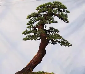 Care and Precautions for Little Pine (Understand its toxicity and feel safe keeping it indoors) 2