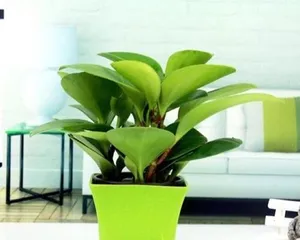 Deep Pot Planting Special (Creating Beautiful Bonsai, Choosing the Right Plants is Crucial) 3