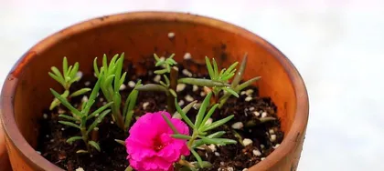 Sunflower Planting and Care (How to Choose the Right Pot?)