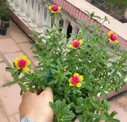 Planting and Care of Sunflowers (How to Choose the Right Pot?) 3
