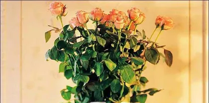 Container Rose Winter Care Guide (Roses, Light, Temperature, Watering, Fertilizing, Pest and Disease Control, Pruning, Daily Precautions)