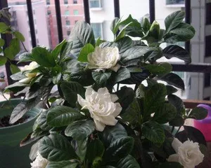 The Family Care Methods for Small Leaf Gardenia (How to Make Small Leaf Gardenia Grow Healthily)