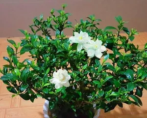 Home Care Methods for Gardenia Jasminoides Var. Radicans (How to Help Gardenia Jasminoides Var. Radicans Grow Healthily) 2