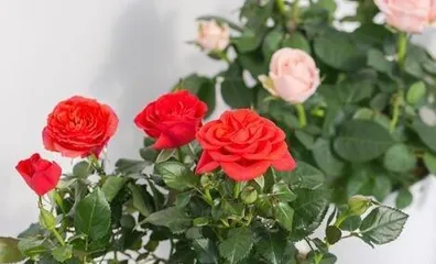 盆栽玫瑰花冬季养护指南(玫瑰花、光照、温度、浇水、施肥、防治病虫、修剪、日常注意事项)2