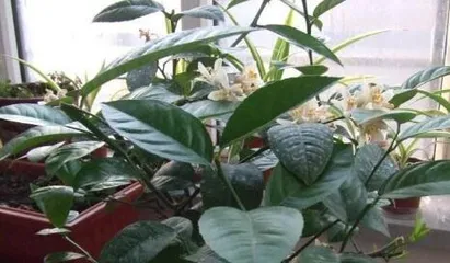 A Complete Guide to Lemon Tree Care (Step-by-Step Instructions on Planting, Fertilizing, Pruning, and Preventing/Pest Control)