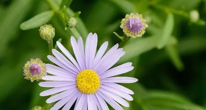 Growth Characteristics and Environmental Requirements of Dianthus (Sun or Shade? Unveiling the Care Tips for Dianthus) 2