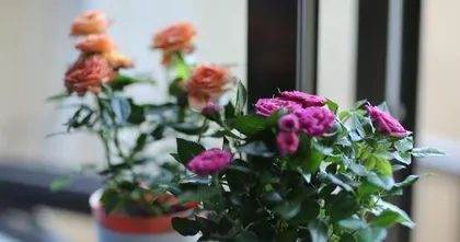 盆栽玫瑰花冬季养护指南(玫瑰花、光照、温度、浇水、施肥、防治病虫、修剪、日常注意事项)3