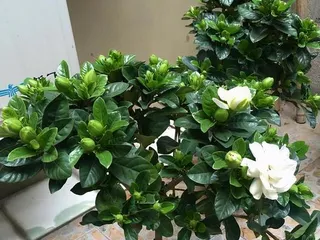 Home Care Methods for Gardenia Jasminoides Var. Radicans (How to Help Gardenia Jasminoides Var. Radicans Grow Healthily) 3