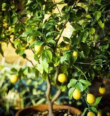 A Complete Guide to Lemon Tree Care (Step-by-Step Guide on How to Plant, Fertilize, Prune, and Control Pests and Diseases) 2
