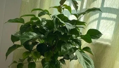 Growth Characteristics and Environmental Requirements of Dianthus (Sun or Shade? Unveiling the Care Tips for Dianthus) 3